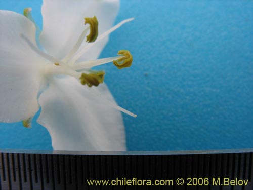 Libertia chilensisの写真