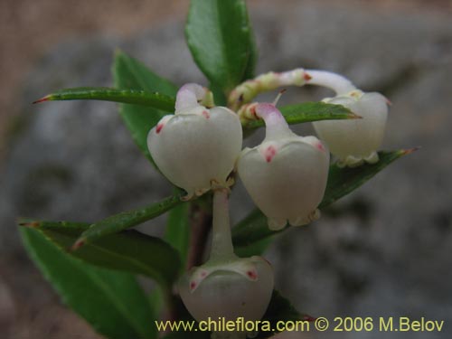 Image of Gaultheria phillyreifolia (Chaura comÃºn). Click to enlarge parts of image.