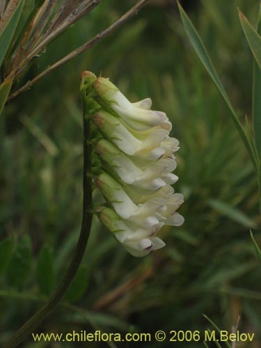 Vicia magnifoliaの写真