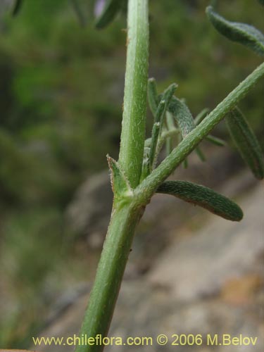 Im�gen de Astragalus sp. #1528 (). Haga un clic para aumentar parte de im�gen.