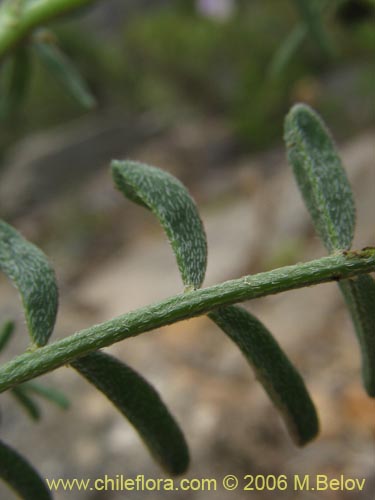 Im�gen de Astragalus sp. #1528 (). Haga un clic para aumentar parte de im�gen.