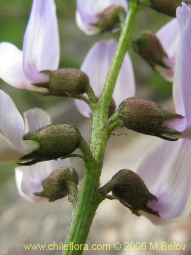 Imágen de Astragalus sp. #1528 (). Haga un clic para aumentar parte de imágen.