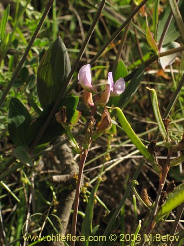 Фотография Fabaceae sp. #1860 (). Щелкните, чтобы увеличить вырез.