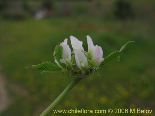 Фотография Trifolium glomeratum (Trebol). Щелкните, чтобы увеличить вырез.