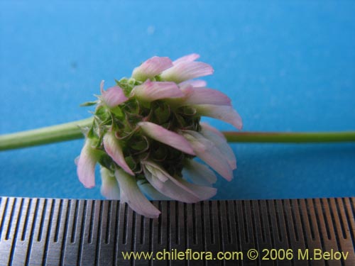 Trifolium glomeratum的照片