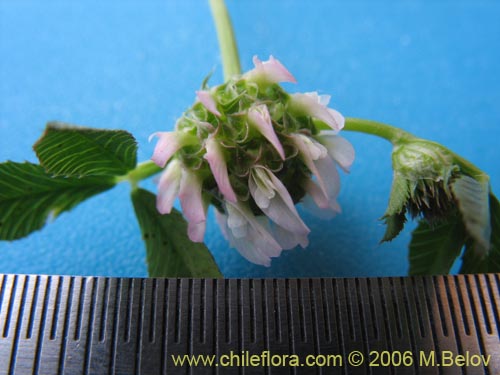 Фотография Trifolium glomeratum (Trebol). Щелкните, чтобы увеличить вырез.