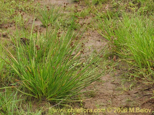 Imágen de Poaceae sp. #1868 (). Haga un clic para aumentar parte de imágen.