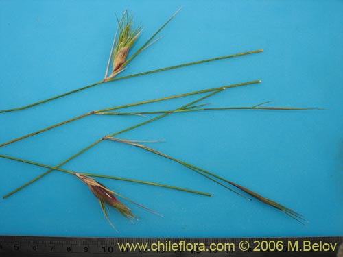 Imágen de Poaceae sp. #1898 (). Haga un clic para aumentar parte de imágen.