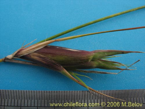Imágen de Poaceae sp. #1898 (). Haga un clic para aumentar parte de imágen.