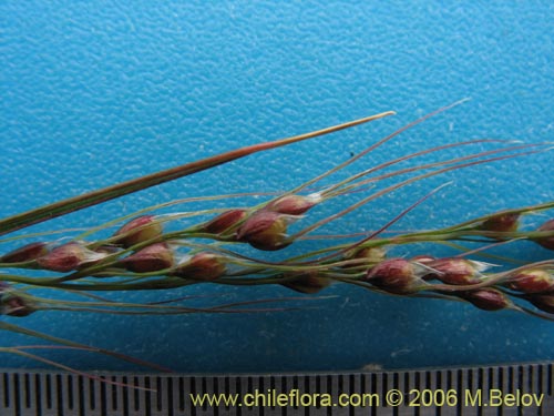 Poaceae sp. #1898的照片