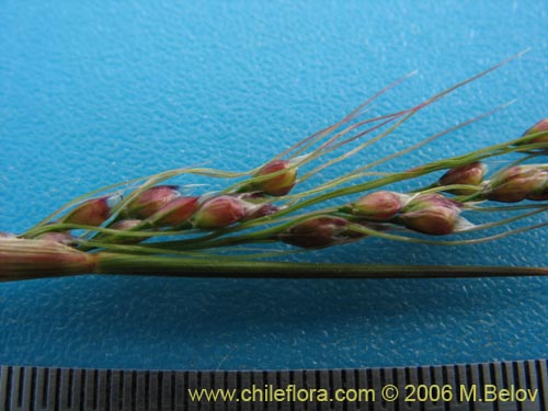 Poaceae sp. #1898的照片