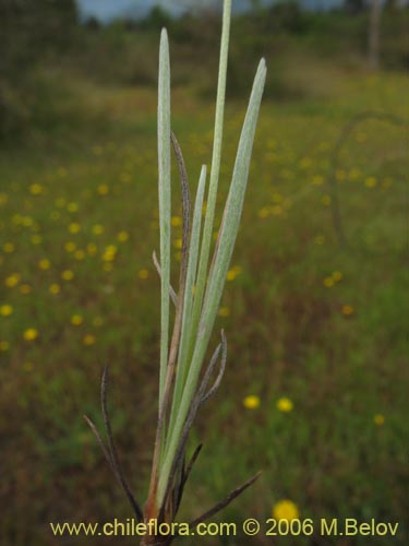 Imágen de Poaceae sp. #1867 (). Haga un clic para aumentar parte de imágen.