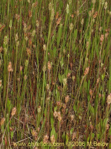 Imágen de Poaceae sp. #1867 (). Haga un clic para aumentar parte de imágen.
