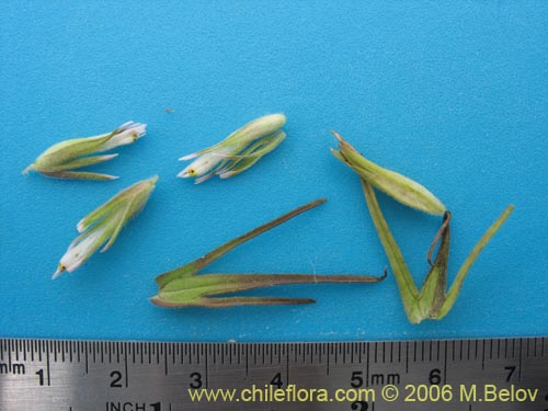 Image of Unidentified Plant sp. #2334 (). Click to enlarge parts of image.