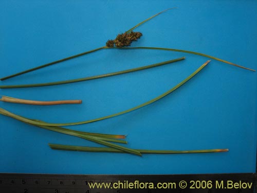 Image of Carex sp. #1861 (). Click to enlarge parts of image.