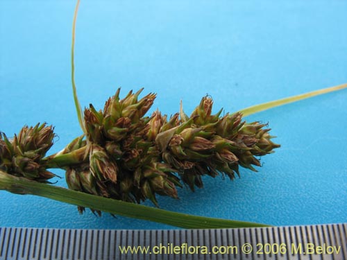 Фотография Carex sp. #1861 (). Щелкните, чтобы увеличить вырез.