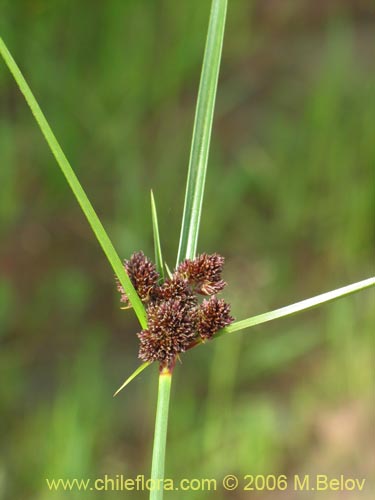 Carex sp. #1531の写真