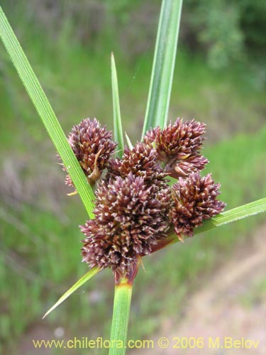 Carex sp. #1531的照片