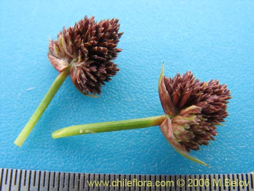 Image of Carex sp. #1531 (). Click to enlarge parts of image.