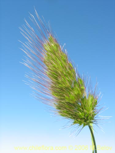 Poaceae sp. #1864的照片