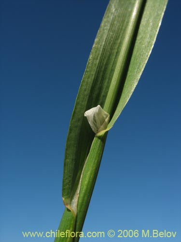 Poaceae sp. #1864的照片