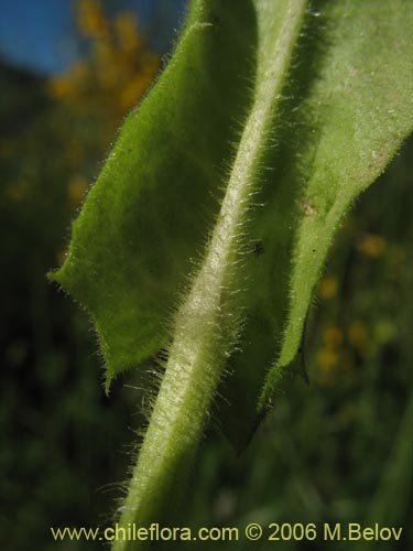 Фотография Asteraceae sp. #1865 (). Щелкните, чтобы увеличить вырез.