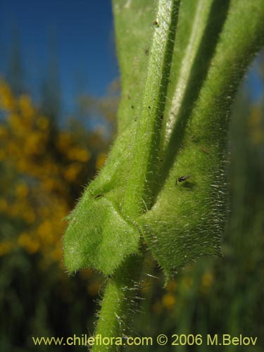 Фотография Asteraceae sp. #1865 (). Щелкните, чтобы увеличить вырез.