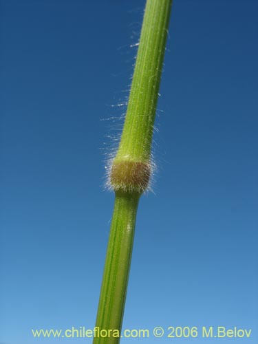 Imágen de Poaceae sp. #1866 (). Haga un clic para aumentar parte de imágen.
