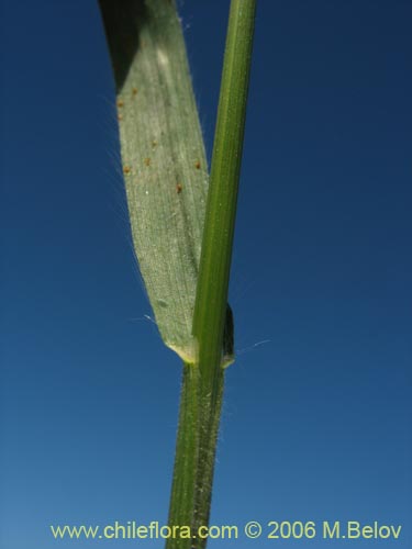 Poaceae sp. #1866的照片