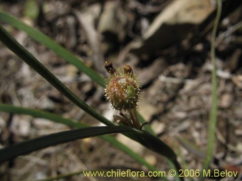 Sisyrinchium graminifolium의 사진