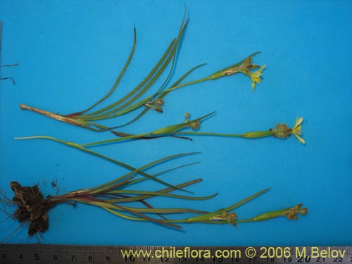 Sisyrinchium graminifolium의 사진