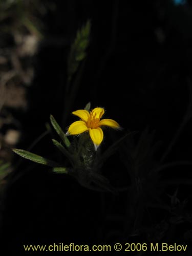 Image of Chaetanthera moenchioides (). Click to enlarge parts of image.