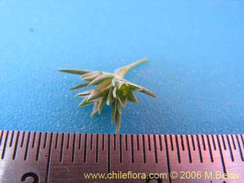 Image of Scleranthus sp. #2331 (). Click to enlarge parts of image.