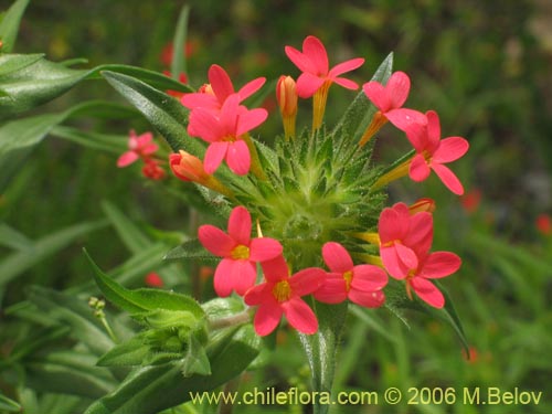 Imágen de Collomia biflora (Colomia roja / Coxínea). Haga un clic para aumentar parte de imágen.