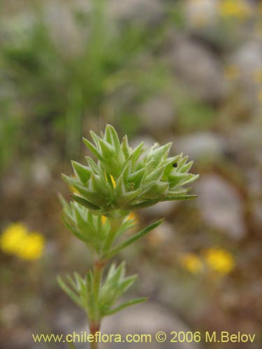 Image of Scleranthus sp. #2331 (). Click to enlarge parts of image.
