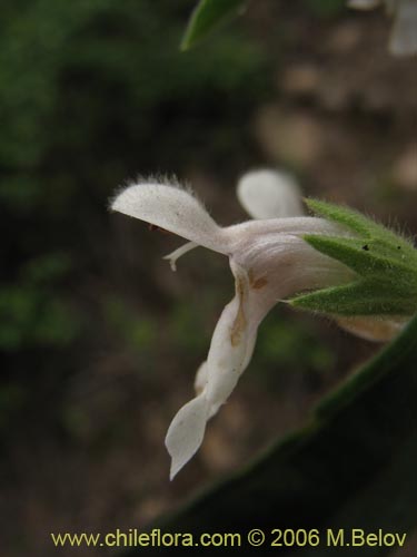 Image of Stachys sp. #2768 (). Click to enlarge parts of image.
