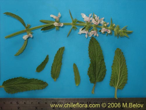 Image of Stachys sp. #2768 (). Click to enlarge parts of image.