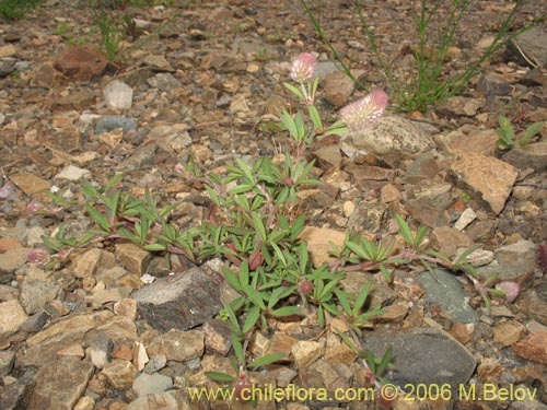 Im�gen de Trifolium angustifolium (). Haga un clic para aumentar parte de im�gen.