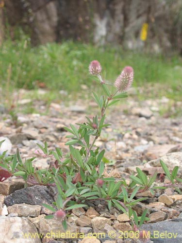 Фотография Trifolium angustifolium (). Щелкните, чтобы увеличить вырез.