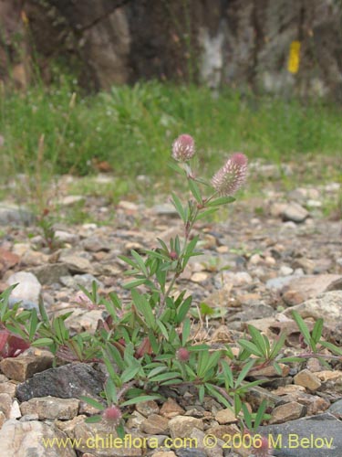 Фотография Trifolium angustifolium (). Щелкните, чтобы увеличить вырез.