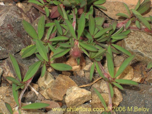 Im�gen de Trifolium angustifolium (). Haga un clic para aumentar parte de im�gen.