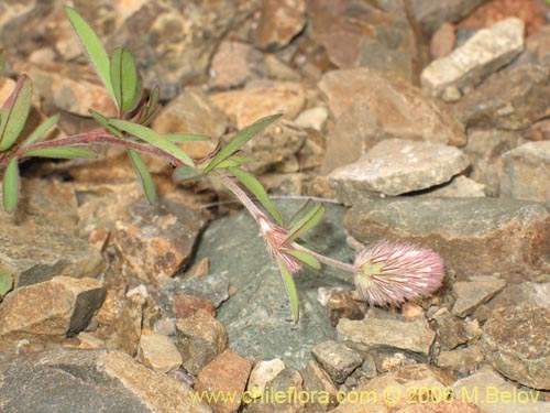Imágen de Trifolium angustifolium (). Haga un clic para aumentar parte de imágen.