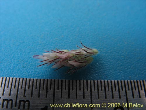 Trifolium angustifolium의 사진