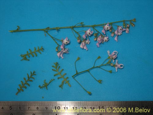 Image of Schizanthus alpestris (Pajarito alpestre). Click to enlarge parts of image.