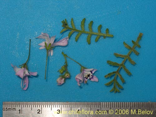 Image of Schizanthus alpestris (Pajarito alpestre). Click to enlarge parts of image.