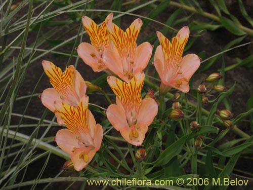 Imágen de Alstroemeria ligtu ssp. incarnata (). Haga un clic para aumentar parte de imágen.