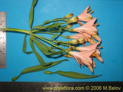 Imágen de Alstroemeria ligtu ssp. incarnata (). Haga un clic para aumentar parte de imágen.