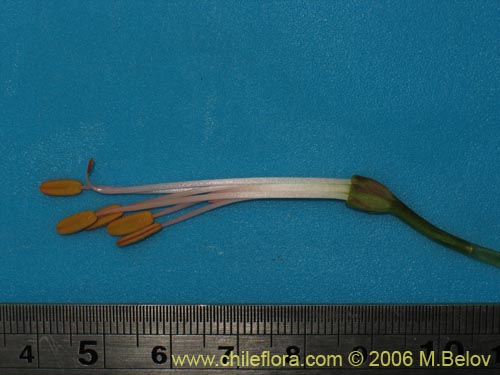 Alstroemeria ligtu ssp. incarnata的照片