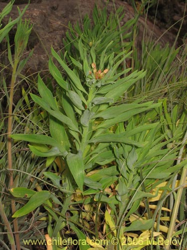 Image of Alstroemeria ligtu ssp. incarnata (). Click to enlarge parts of image.