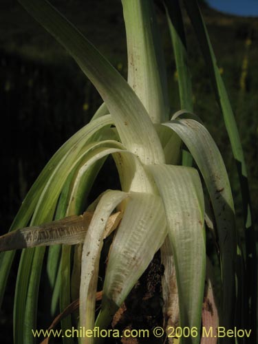 Image of Tragopogon porrifolius (). Click to enlarge parts of image.